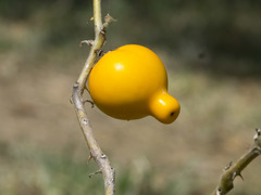 Solanum mammosum