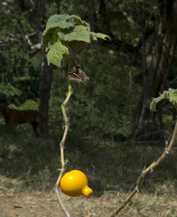 Solanum mammosum