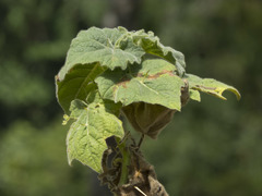 Solanum mammosum