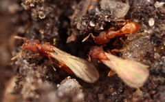 Strumigenys membranifera