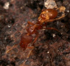 Strumigenys membranifera