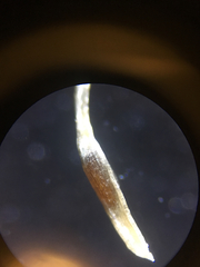 Juncus trigonocarpus