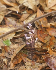 Apteria aphylla