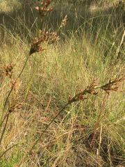 Juncus trigonocarpus