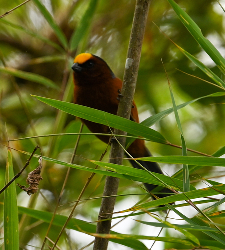 Plushcap (Catamblyrhynchus diadema), photo 10