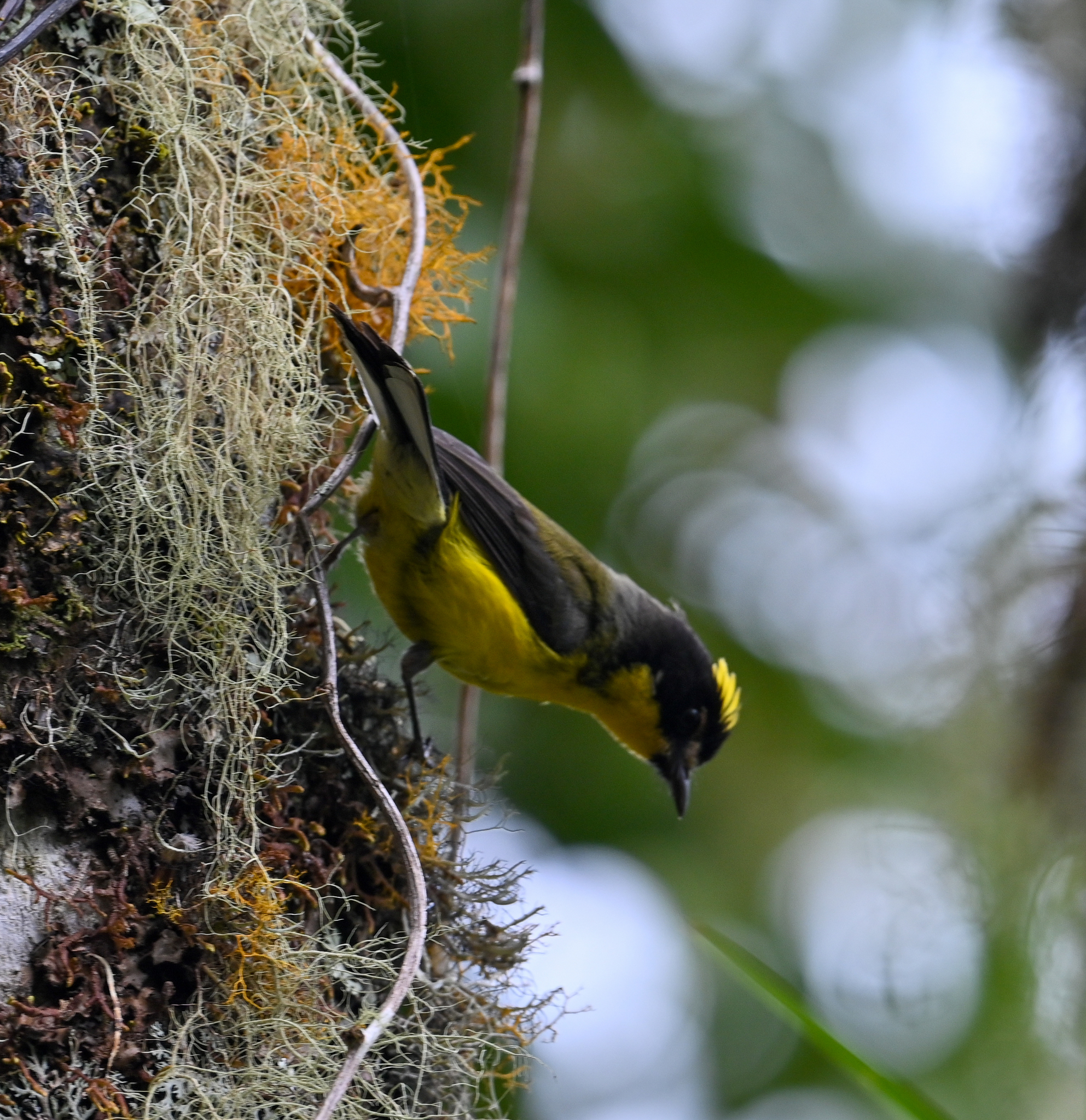 Yellow-crowned Whitestart (Myioborus flavivertex), photo 6