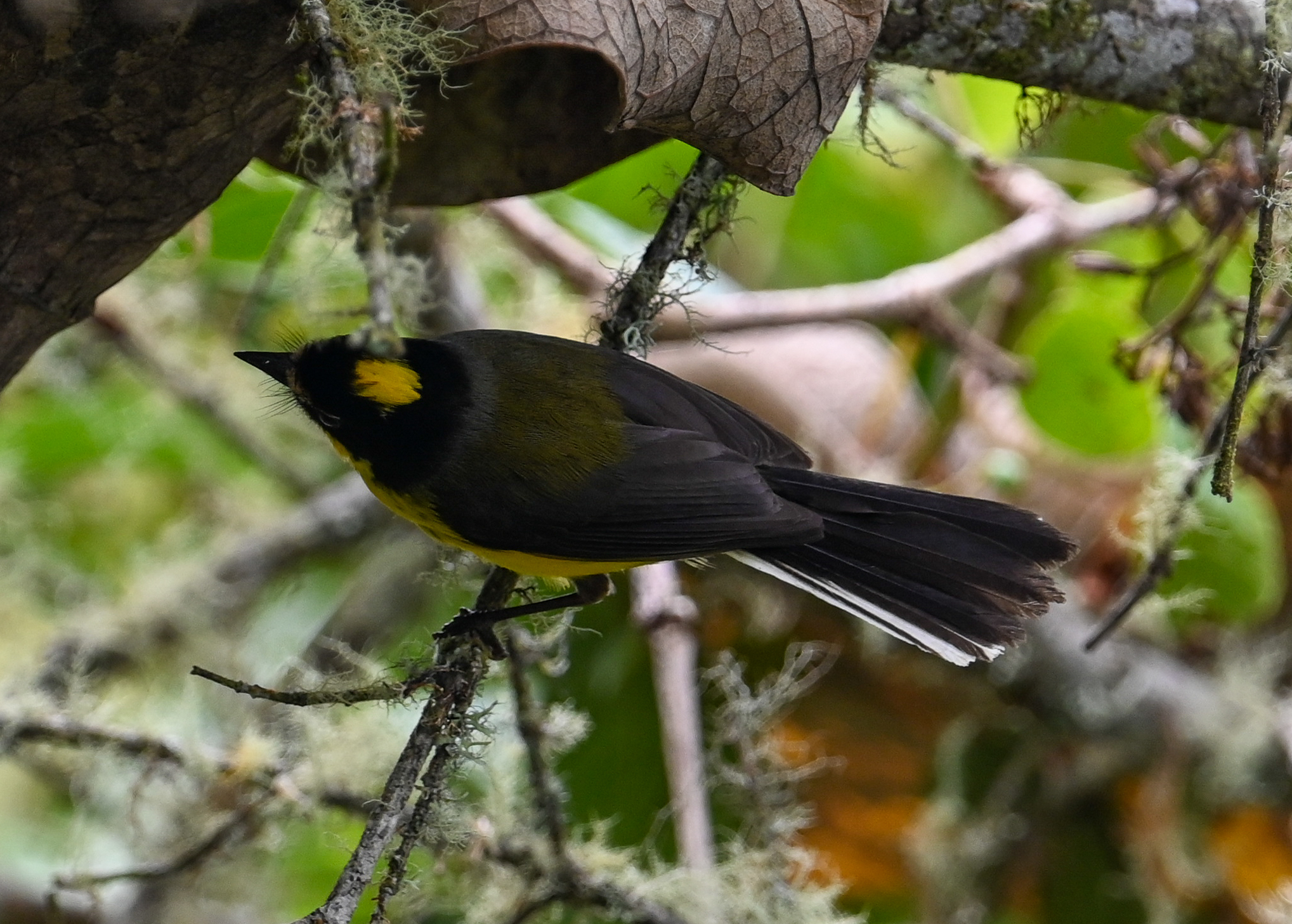 Yellow-crowned Whitestart (Myioborus flavivertex), photo 7