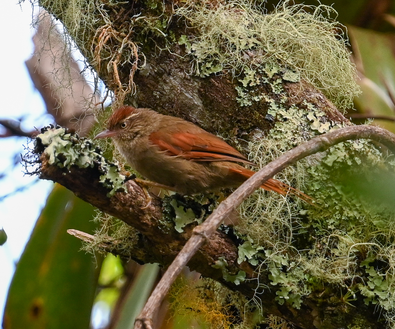 Streak-capped Spinetail (Cranioleuca hellmayri), photo 6