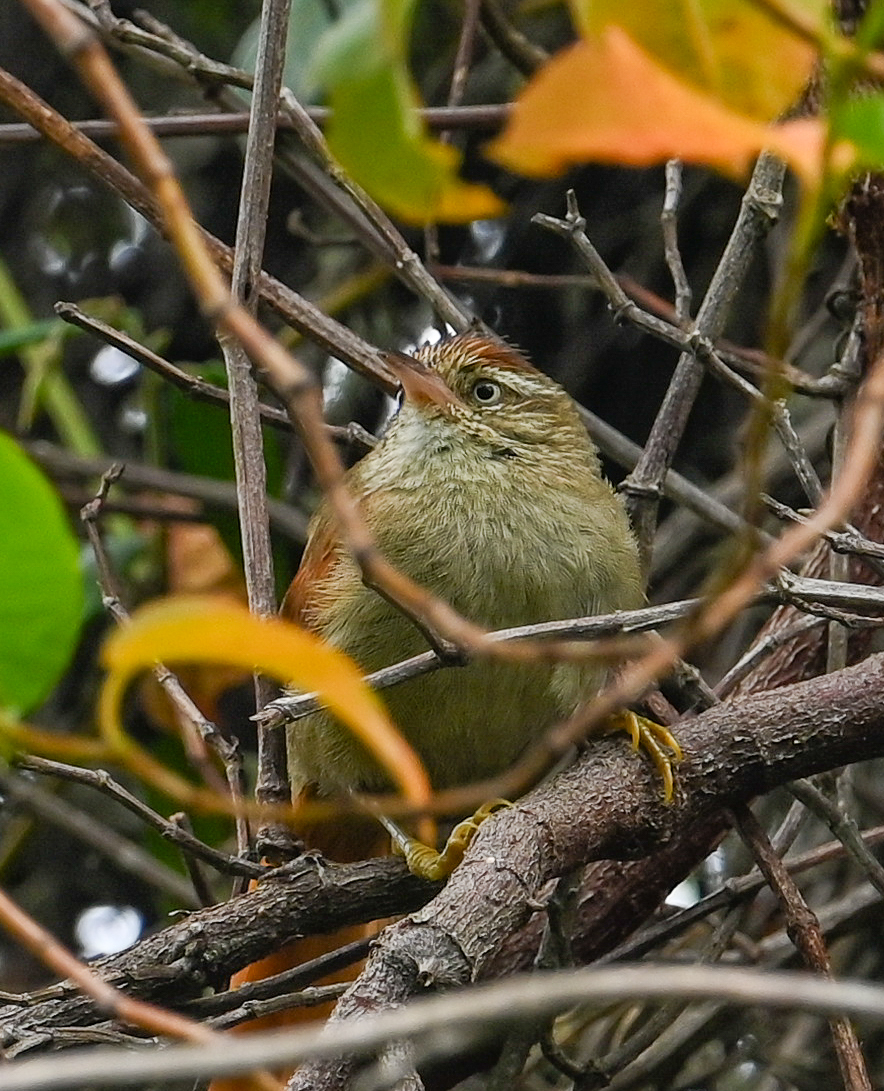 Streak-capped Spinetail (Cranioleuca hellmayri), photo 7