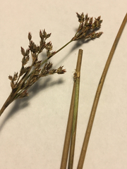 Juncus trigonocarpus