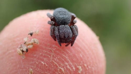 Eresus sedilloti