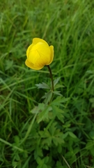 Trollius europaeus transsilvanicus