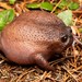 Black Rain Frog - Photo (c) Colin Ralston, some rights reserved (CC BY-NC), uploaded by Colin Ralston