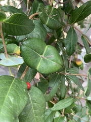Lonicera sempervirens