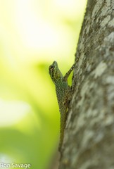 Anolis dominicensis