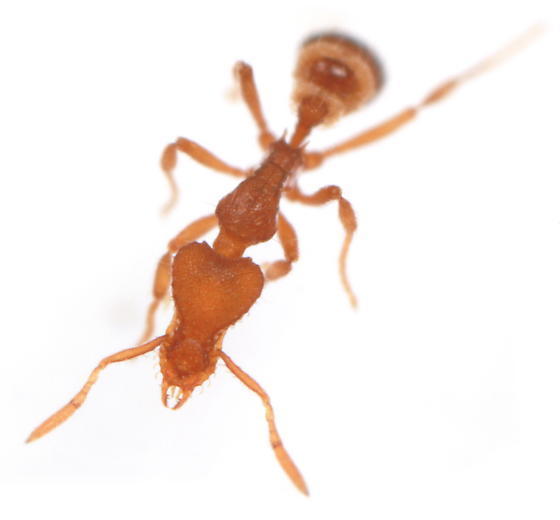 Mustache and Pygmy Snapping Ants