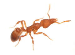 Strumigenys pulchella