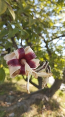 Ceiba erianthos, photograph (c) Victor Hugo B. Galvão, some rights reserved (CC BY)