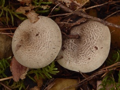 Tricholoma pardinum