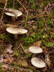 Tricholoma pardinum