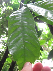 Sorocea