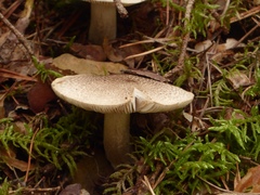 Tricholoma pardinum