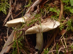 Tricholoma pardinum