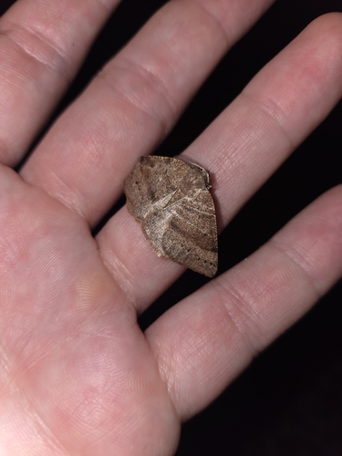 iNaturalist observation photo of Drepanulatrix