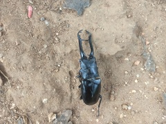 Prosopocoilus girafa nilgirensis