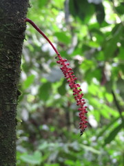 Sorocea