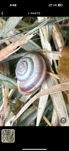 Fruticocampylaea narzanensis observed 2025-06-22