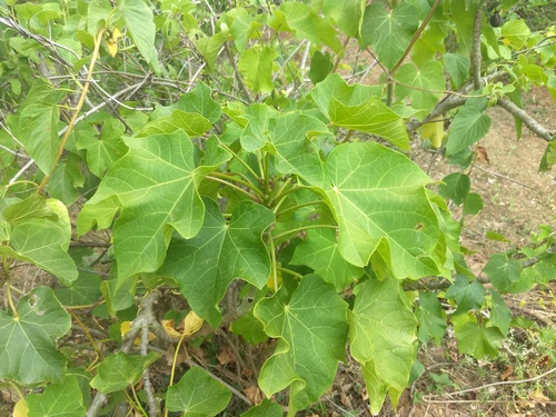 Jatropha curcas — photo 3