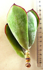Cotyledon orbiculata spuria