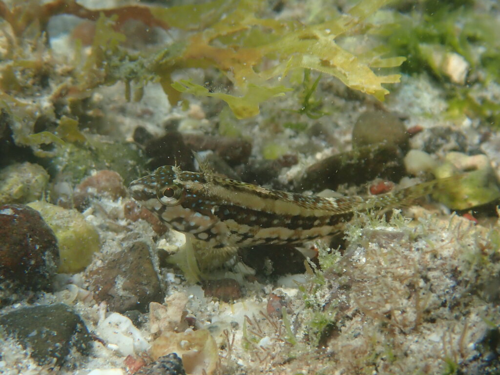 Sonora Blenny