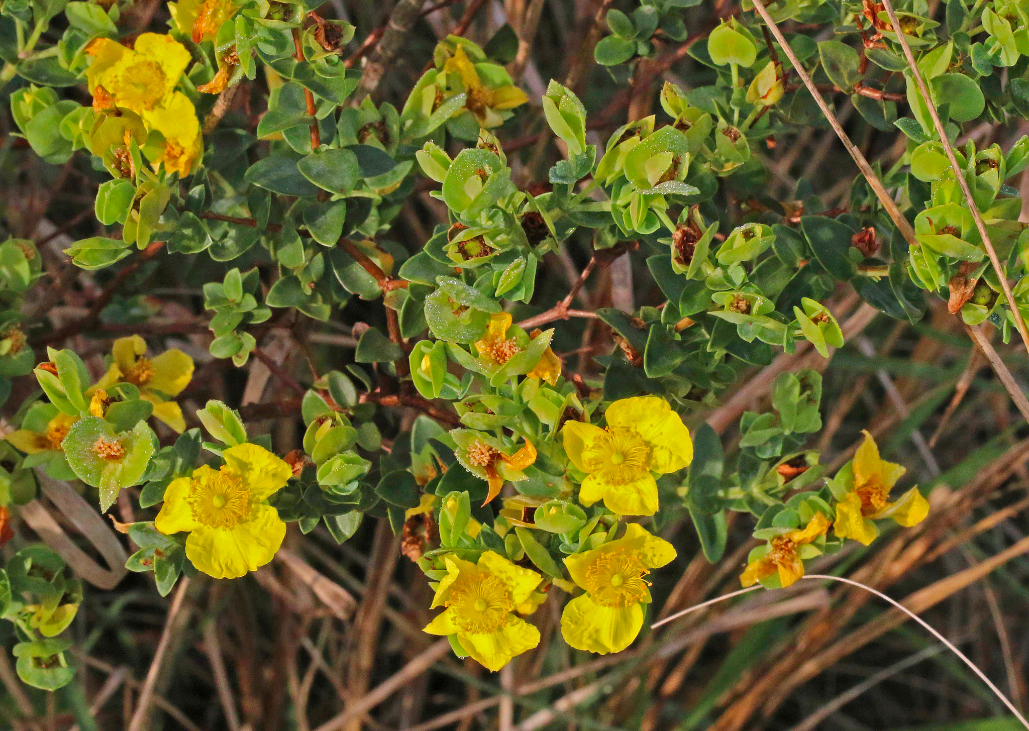 Hypericum edisonianum