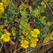 Hypericum edisonianum - Photo (c) Jerry Oldenettel,  זכויות יוצרים חלקיות (CC BY-NC-SA)