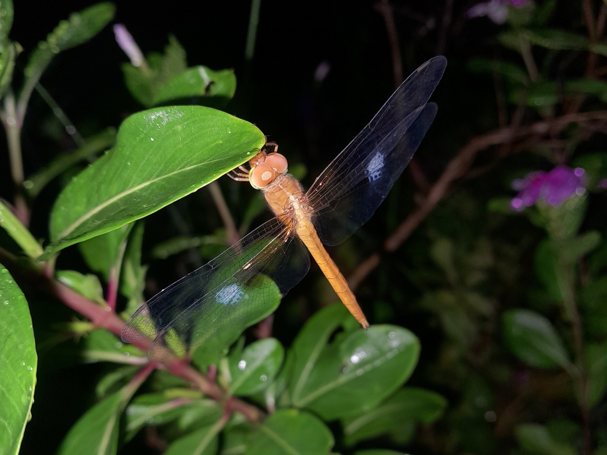Coral-Tailed Cloudwing
