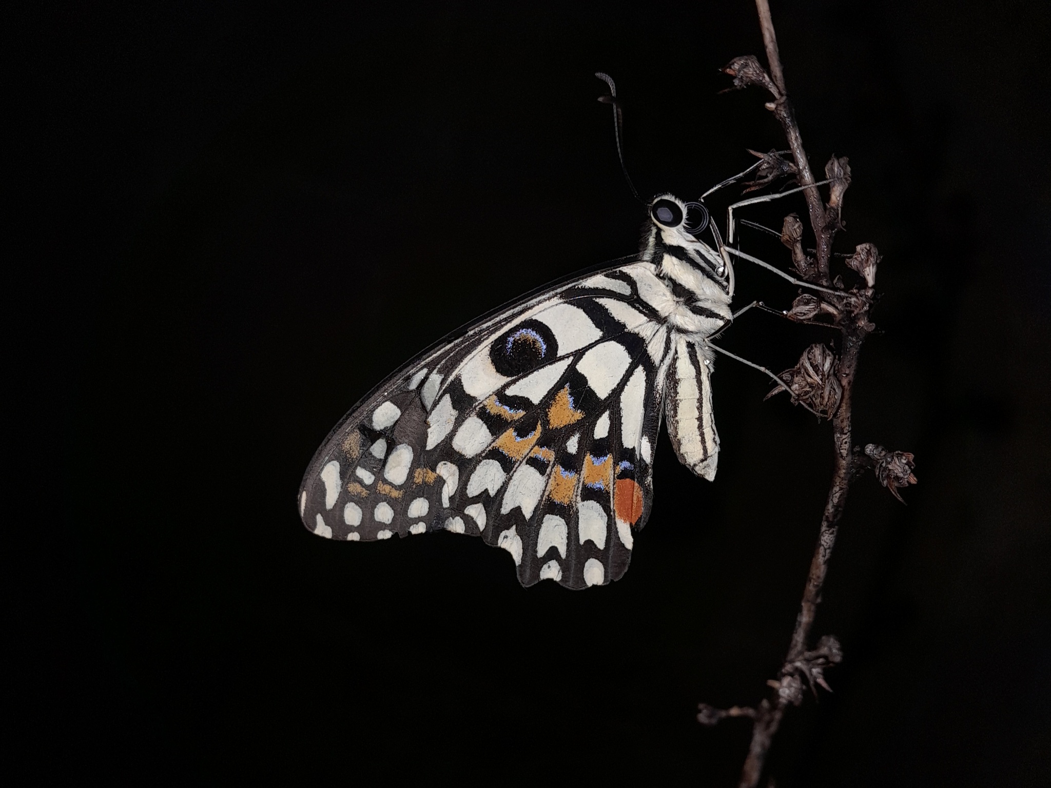 Lime Swallowtail