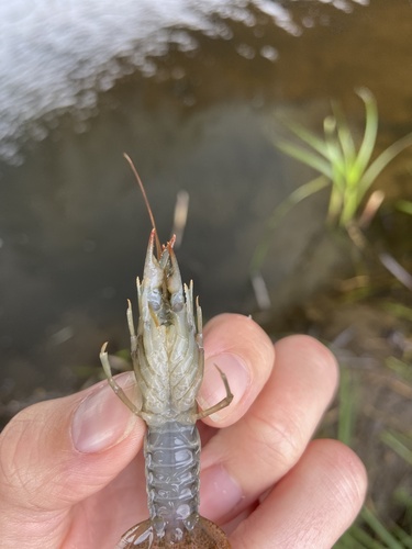 Calico Crayfish