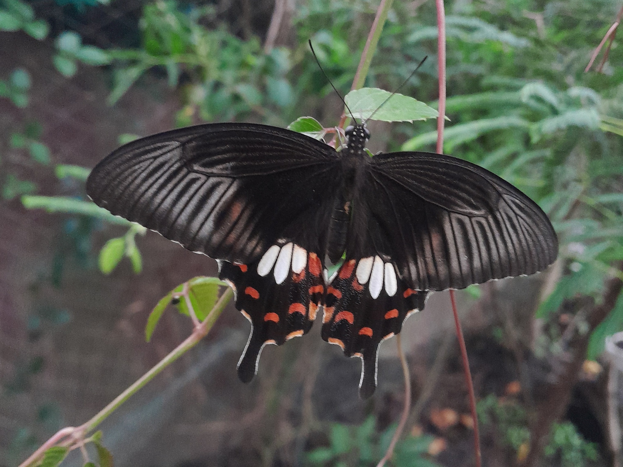 Common Mormon
