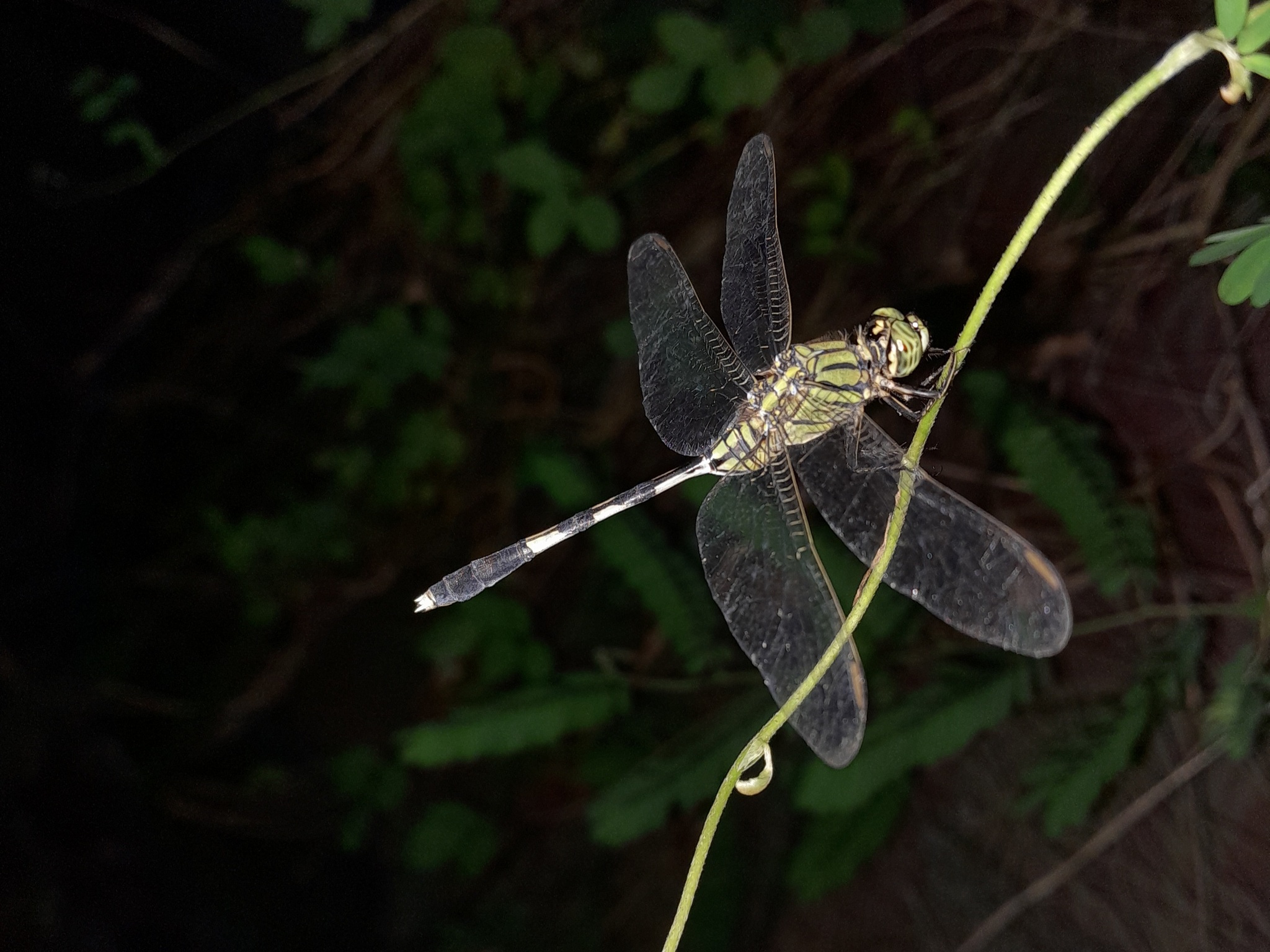 Slender Skimmer