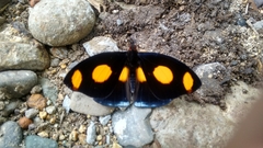 Catonephele numilia esite