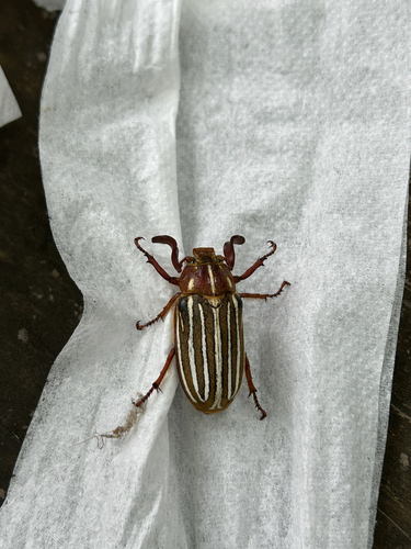 Long-haired June Beetle photo 4