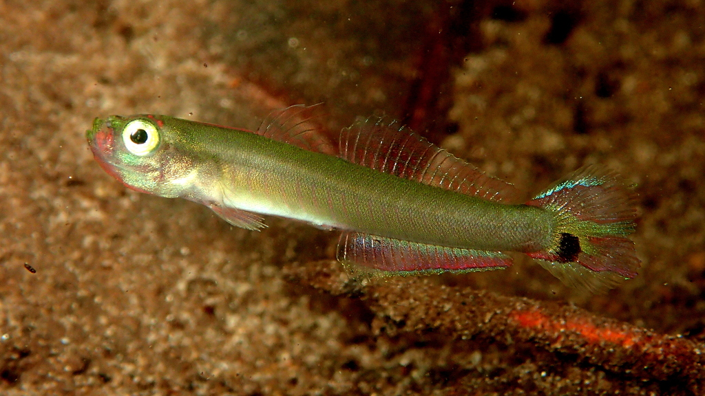 Marsh dartfish (Parioglossus palustris) — Microdesmidae