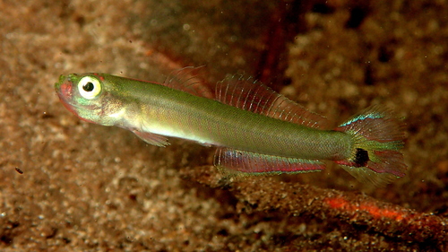 Marsh dartfish (Parioglossus palustris) — Microdesmidae