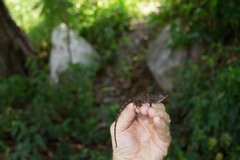 Anolis cybotes