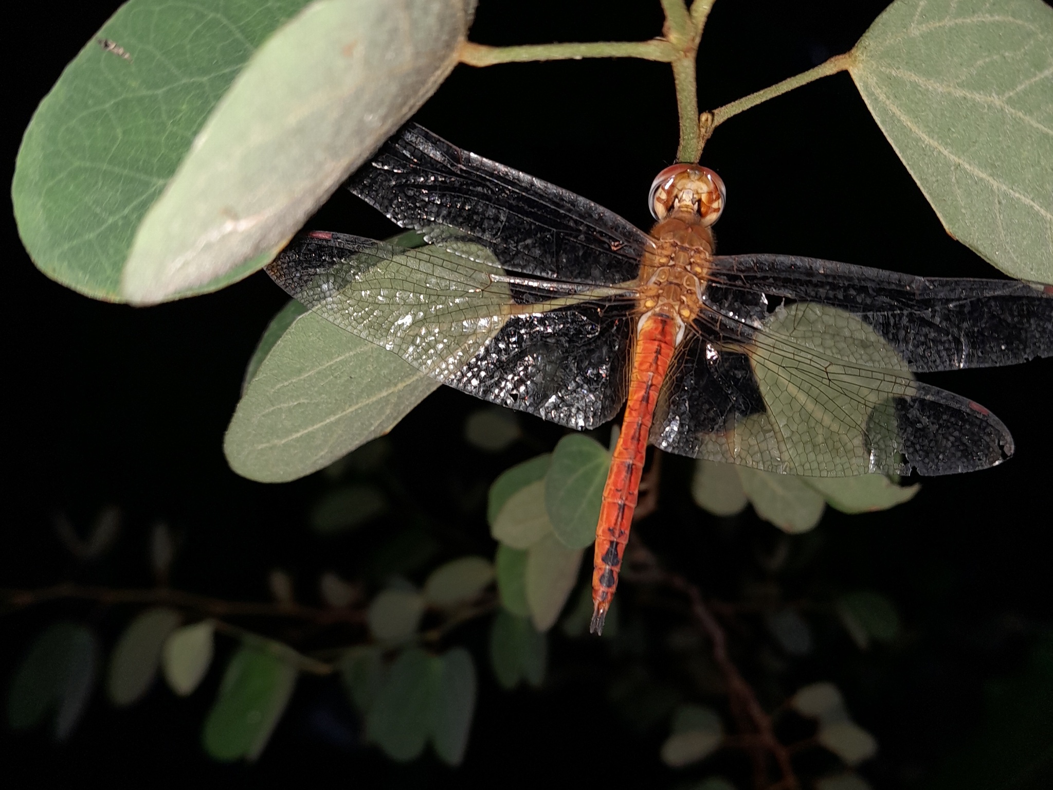 Globe Skimmer