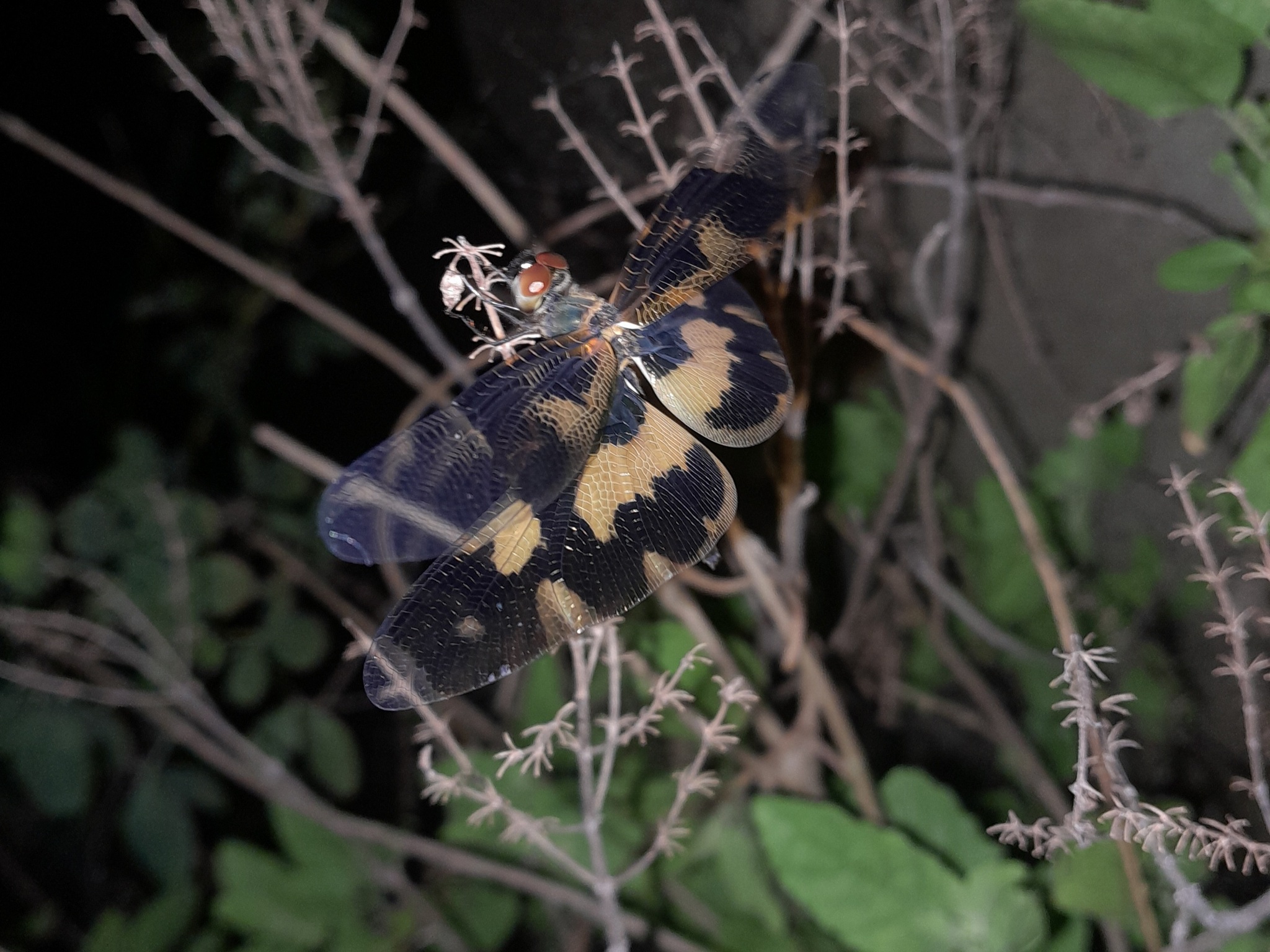 Common Picture Wing