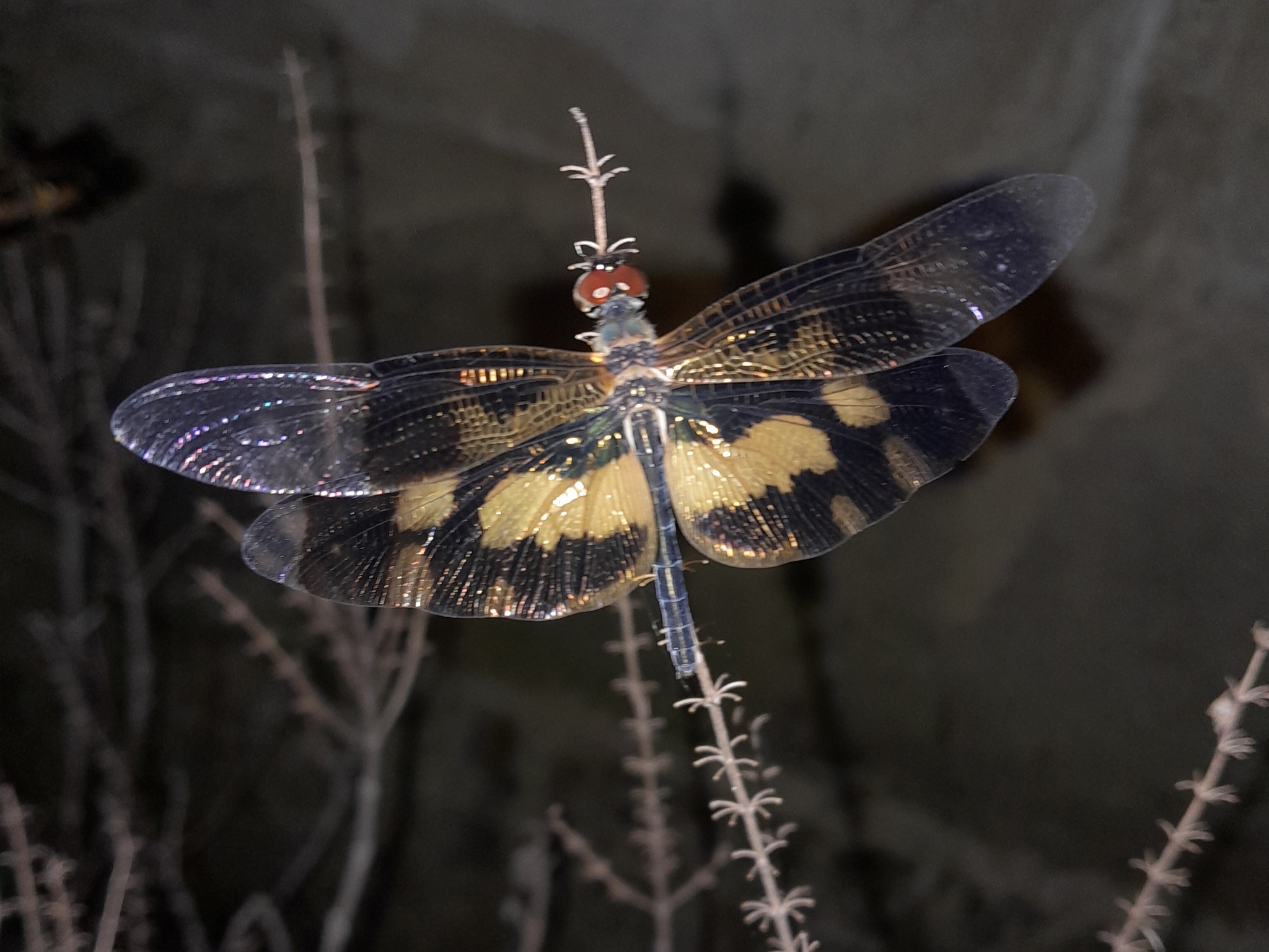 Common Picture Wing