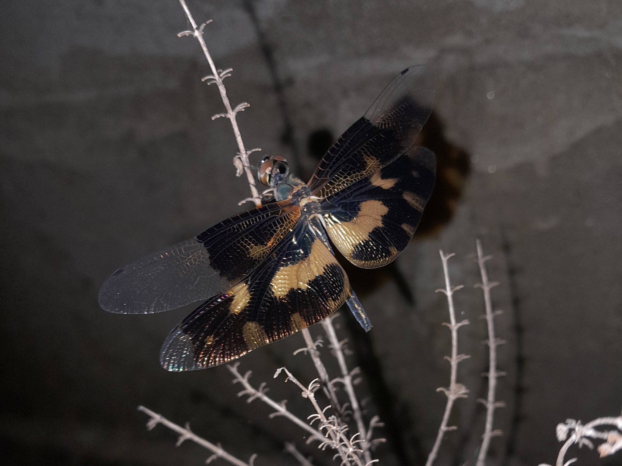 Common Picture Wing